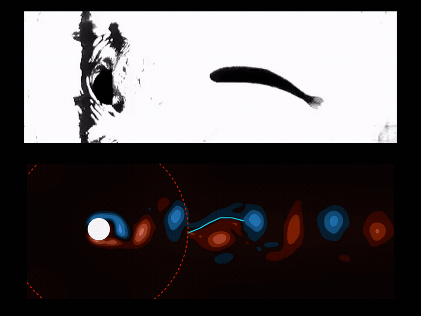 Passive swimming robot in vortex-induced propulsion experiment